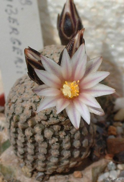 Turbinicarpus X mombergeri ©JLcoll.4405